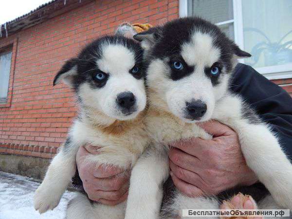 Щенков породы Сибирский хаски
