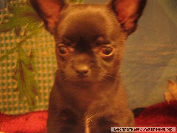 Щенок чихуахуа