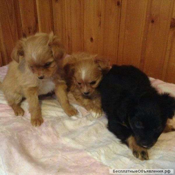 Щенки д/ш тоя в добрые руки