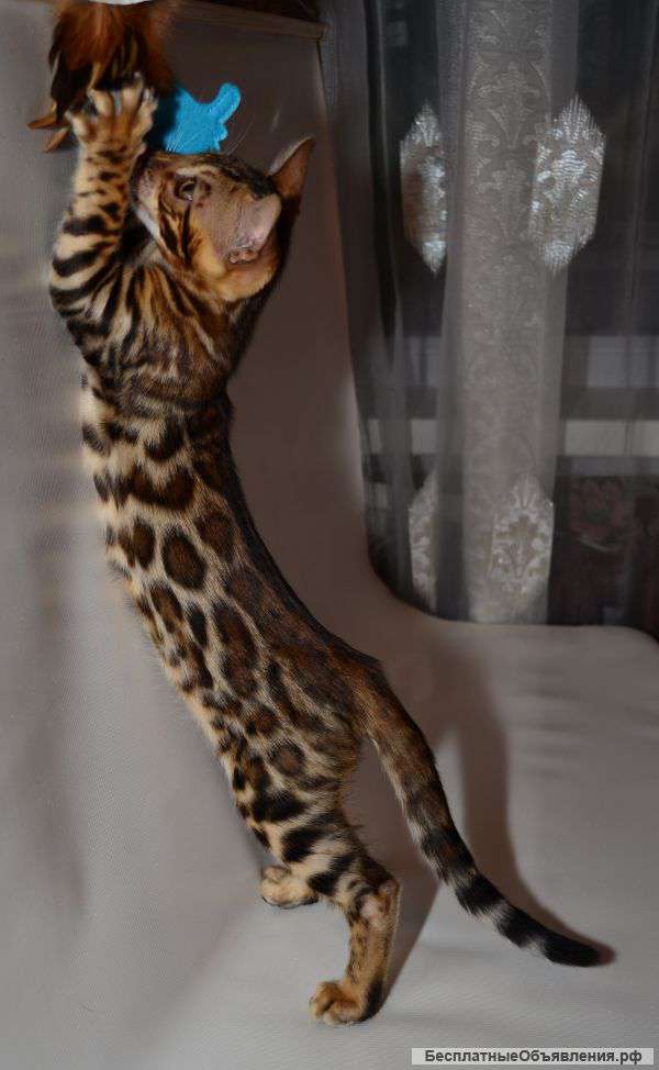 Бенгальские карапузы