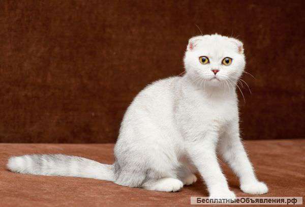 Шотландские котятки