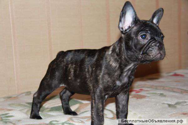 Французская бульдожья леди