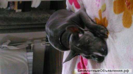 Щенки тайского риджбека