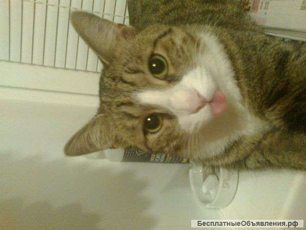 Отдам кота в хорошие руки