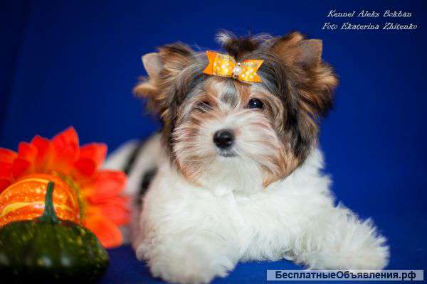 Мини девочка редко породы бивер-йоркширский терьер