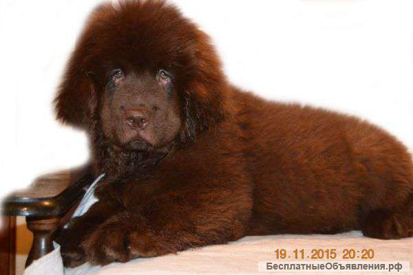 Коричневый ньюфаундленд