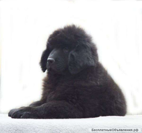 Щенки ньюфаундленда с большим потенциалом