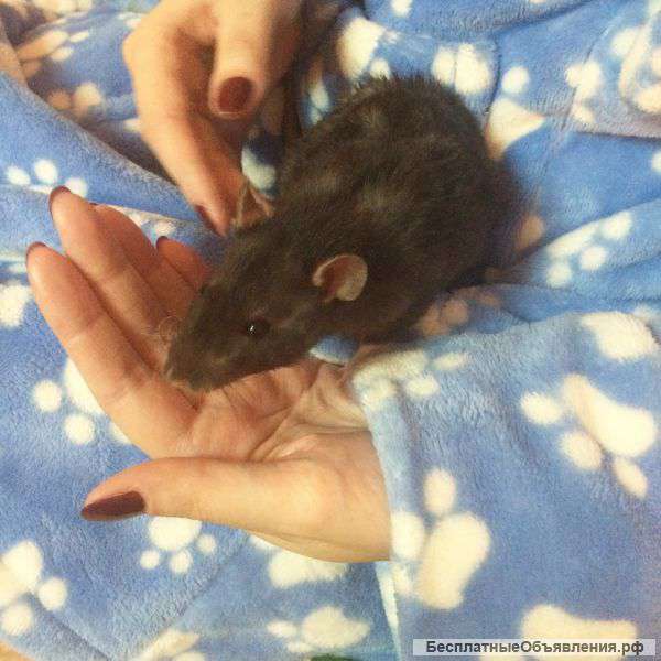 Декоративная крыса с клеткой