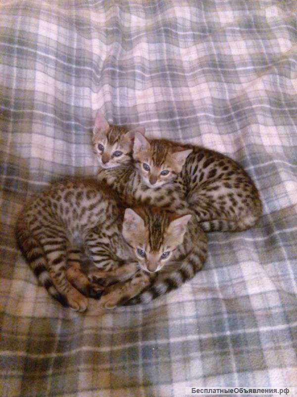 Красивые котята