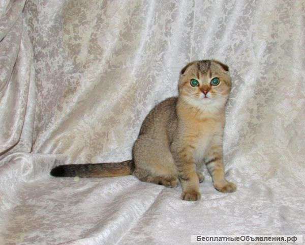 Шотландский котенок мальчик ny25