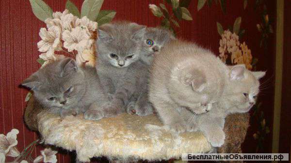 Британские котята