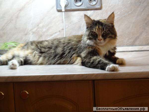 Котята Мейн-Кун в добрые руки