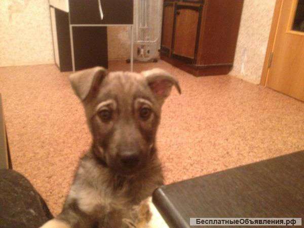 Отдам надежному хозяину