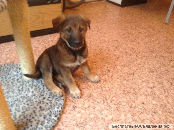 Отдам в надежные руки