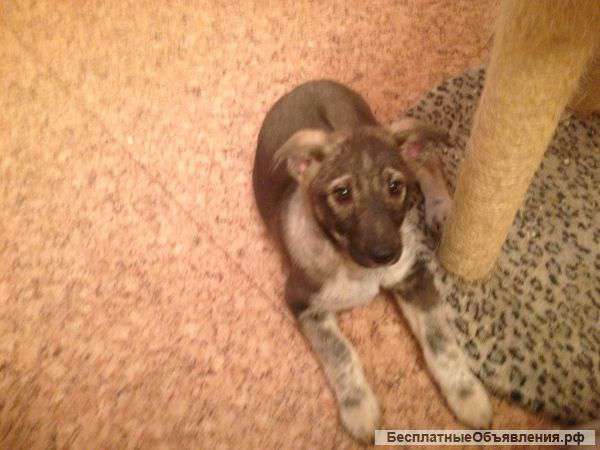 Отдам щенка доброму и ответственному человеку