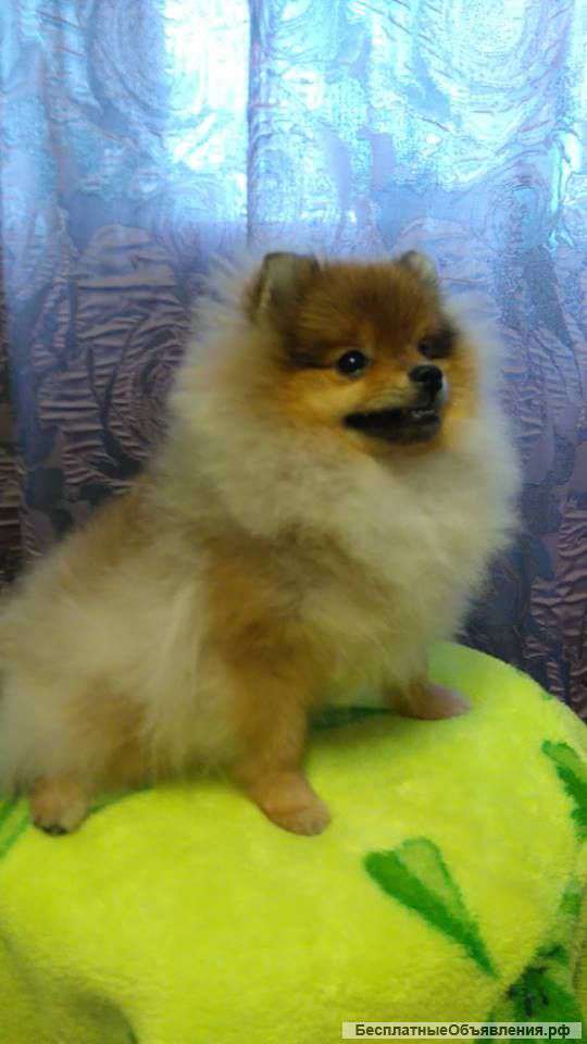 Девочка немецкого миниатюрного шпица 5,5 месяца