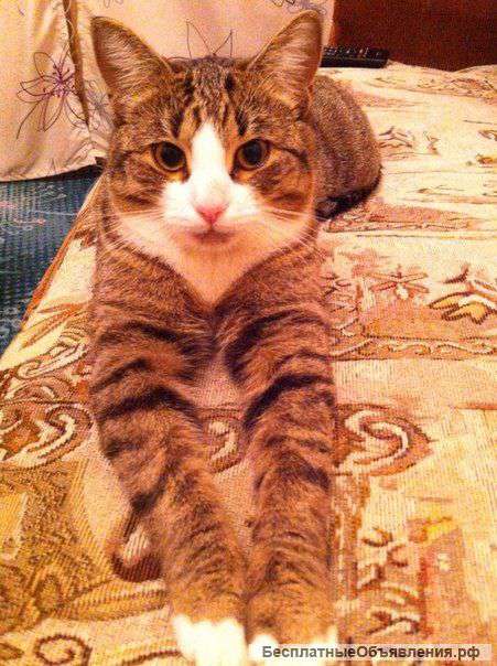 Отдам в добрые руки котика