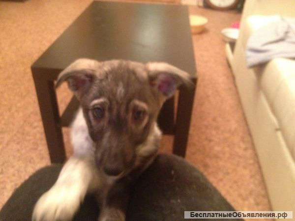 В надежные добрые руки