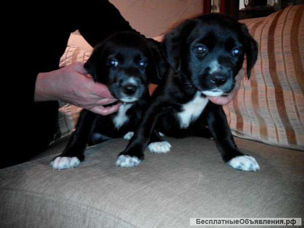 Щенки лабрадоры метисы