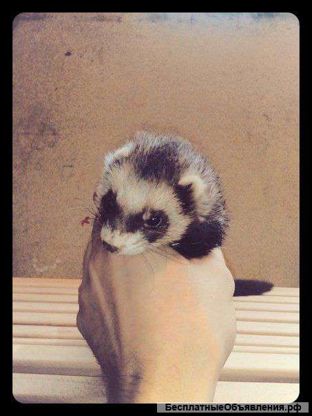 Щенят хорька, окрас каричневый, 1500