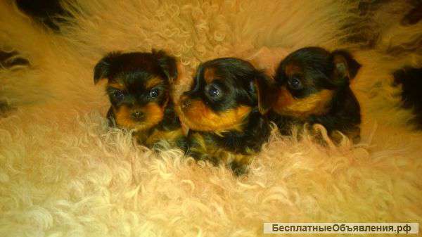 Радость в доме