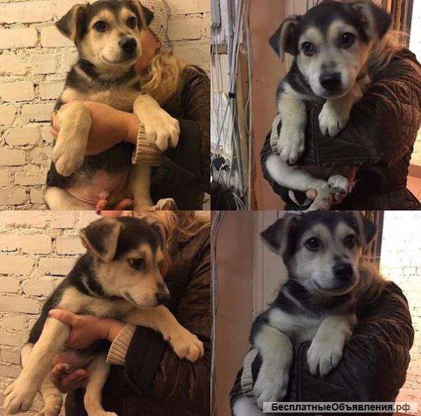 Отдадим щенка в хорошие руки