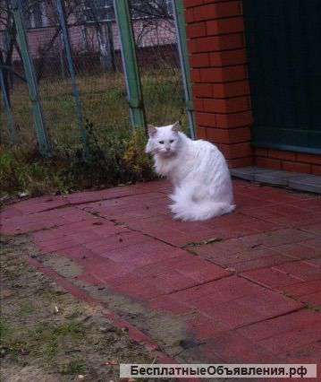 В добрые руки