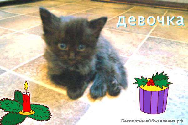 Отдам котят в добрые руки