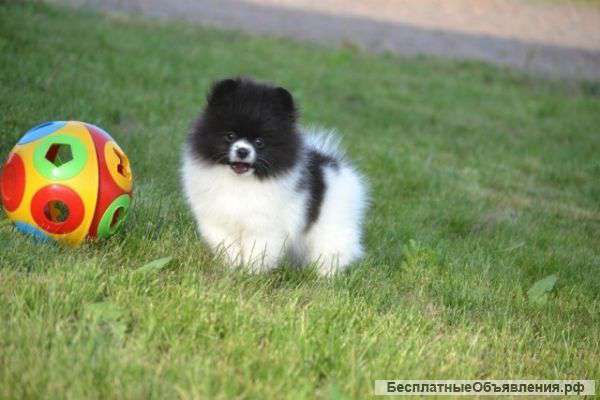 Лучшие немецкие шпицы от заводчика