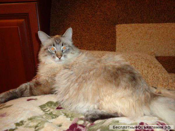 Отдам породистого кота в хорошие руки