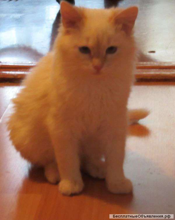 Голубоглазый красавец котенок 3 месяца
