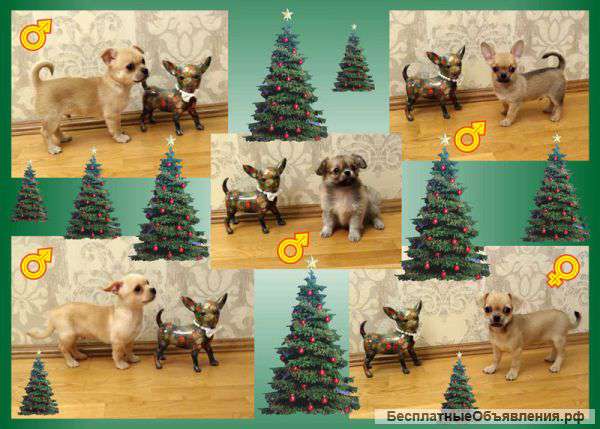 Обаятельные щенки чихуахуа от Чемпиона