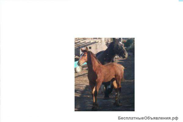 Жеребенок кобыла