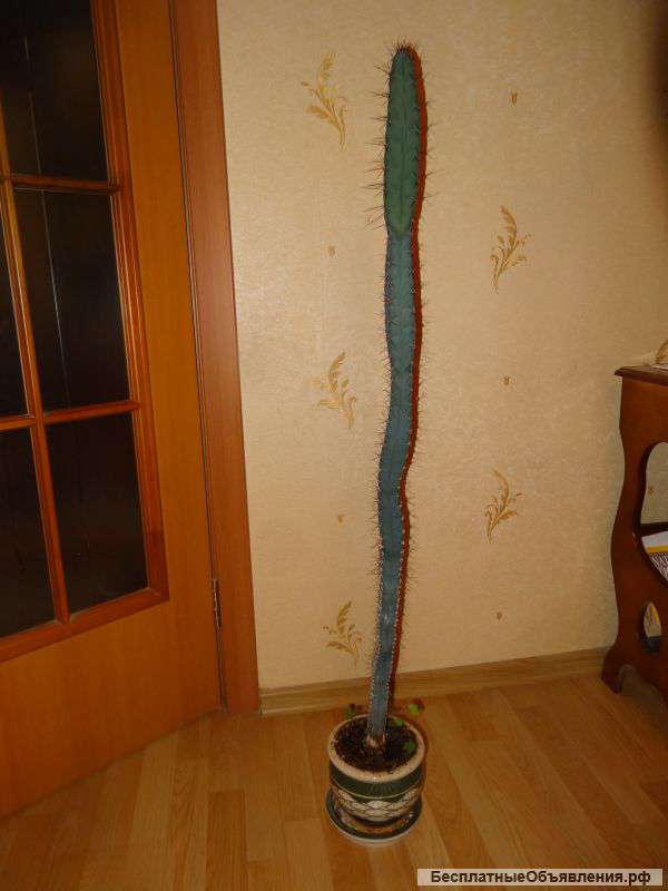 Кактус (высота 110 см)