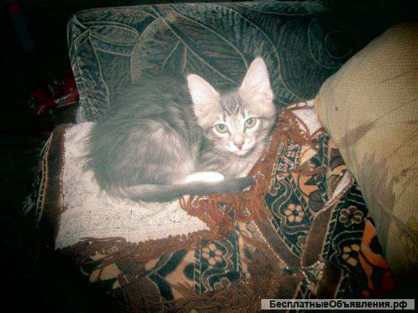 Котята домашние пушистые в добрые руки