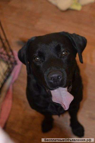 Внимание Розыск