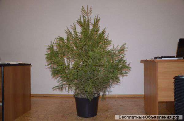 Елки живые в горшке