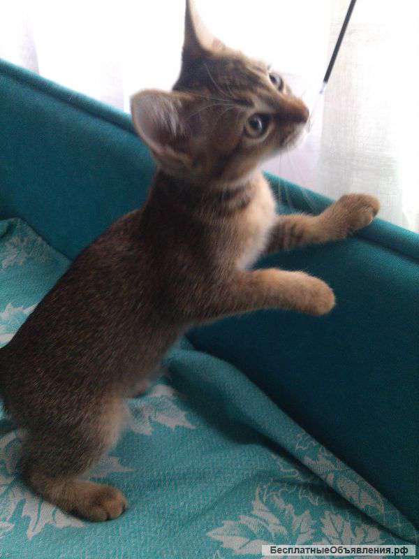 Кошечка Абиссинка
