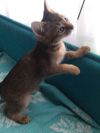 Кошечка Абиссинка