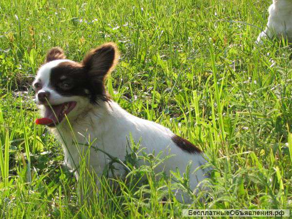 Молодой кобель чихуахуа