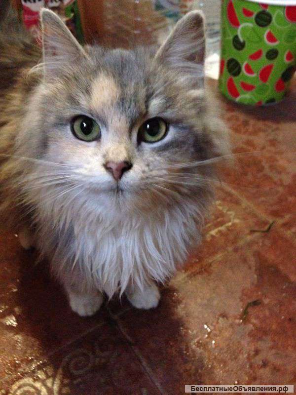 Отдам в дар добрые руки кошечку