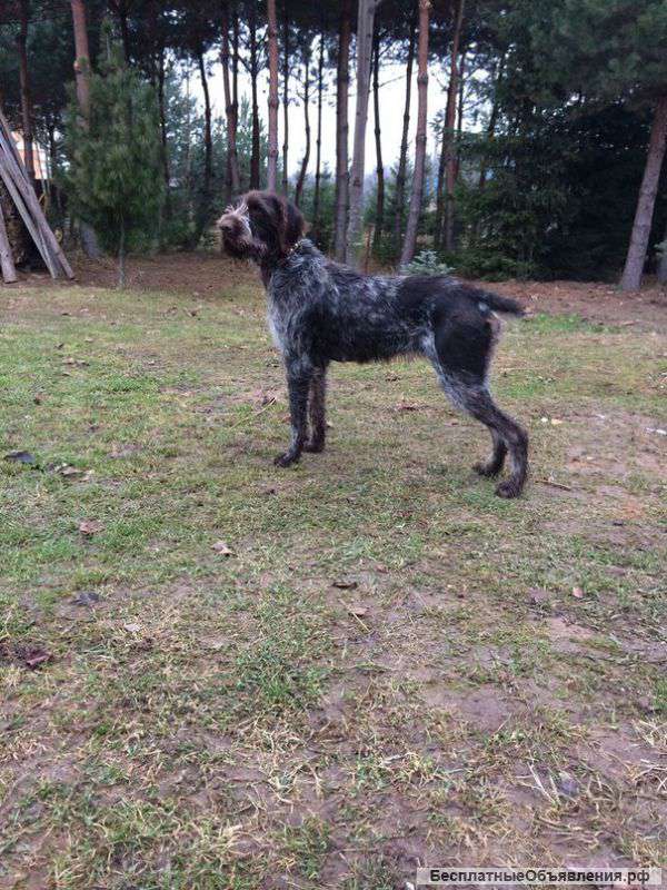 Щенки дратхааров