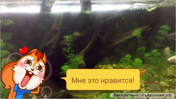 Растения улитки коряга в аквариум