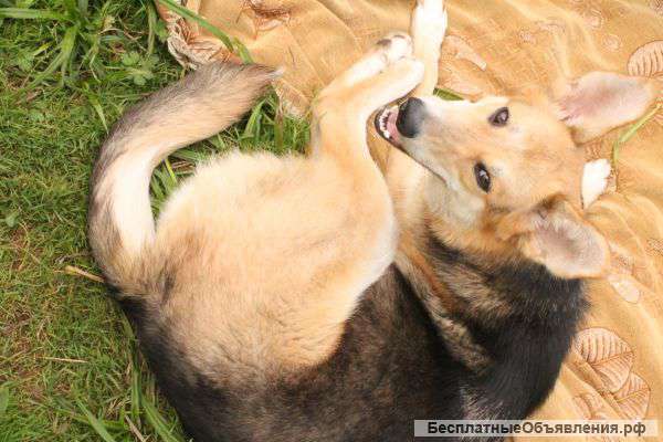 Отдам в дар