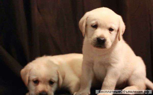 Щенки лабрики