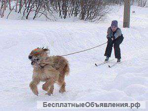 Зимний кинологический лагерь