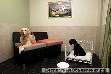 Зоогостиница для собак