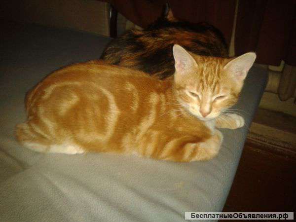 Отдаётся даром котёнок в добрые руки