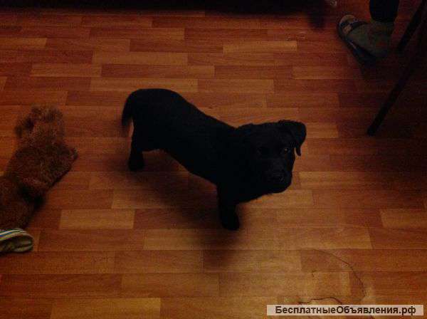 Отдам щенка