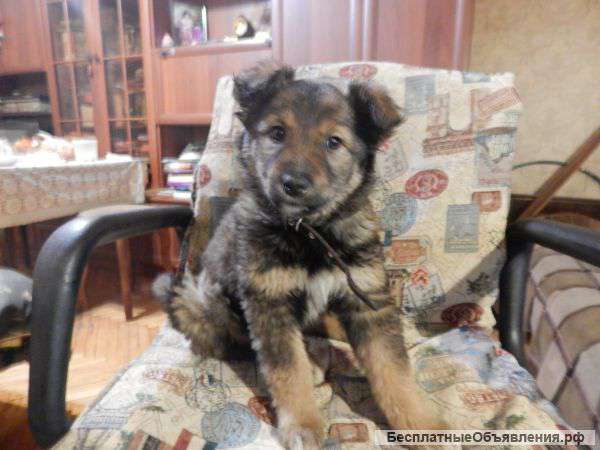 Щенок 2 месяца в дар